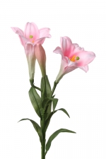Lelie "longiflorum" (easter lily), 76cm roze